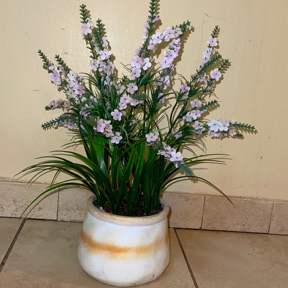 Lavender flowers with pot.